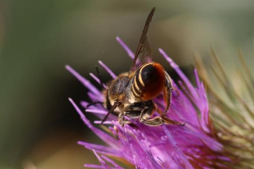 Réf. 327 418 : Megachile pilicrus